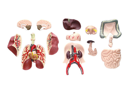 Acryl Skelett - Mann daVinci BLS GmbH, Kopernikusstraße 1, 74670 Forchtenberg; Kontakt: mail@bls.de