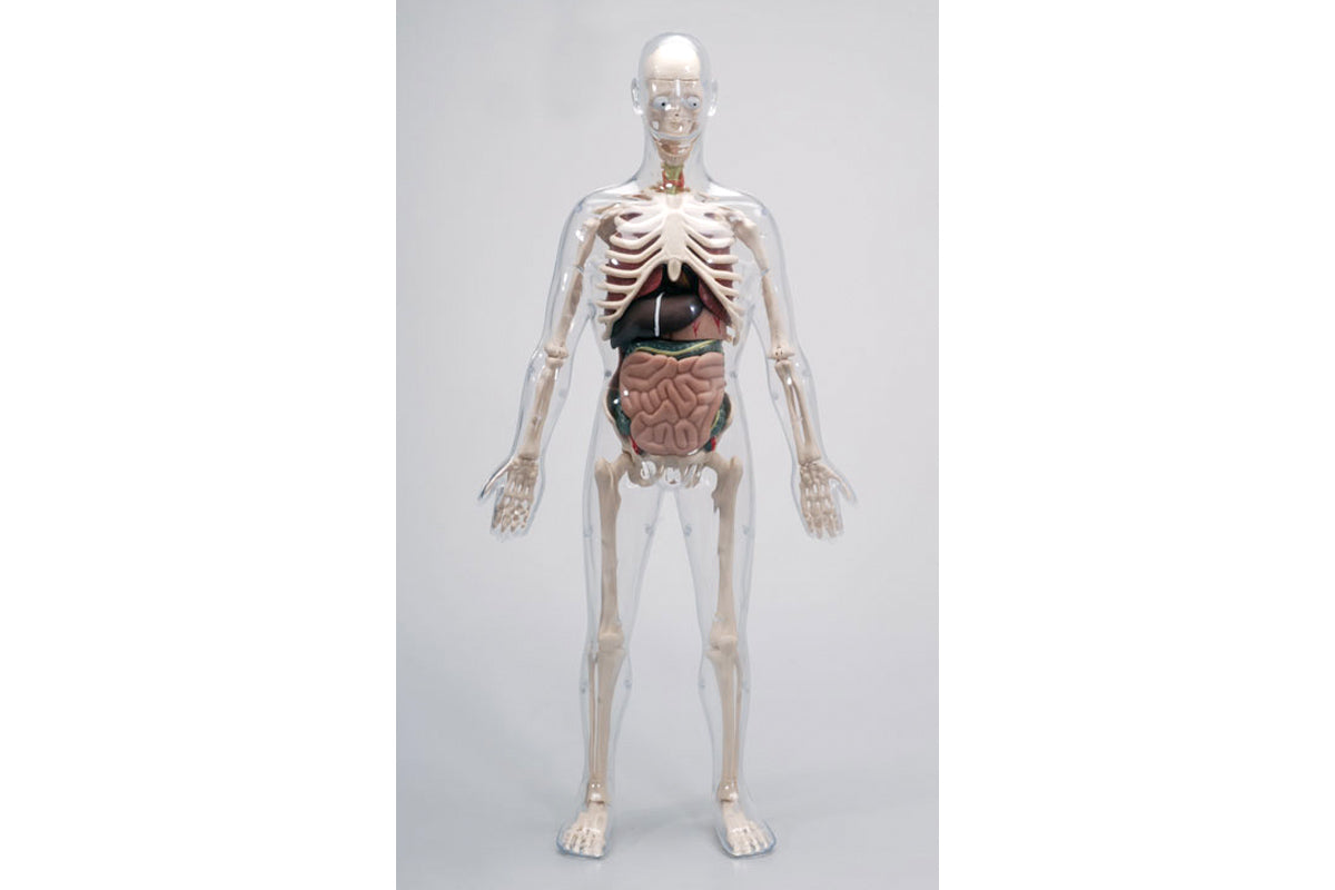 Acryl Skelett - Mann daVinci BLS GmbH, Kopernikusstraße 1, 74670 Forchtenberg; Kontakt: mail@bls.de