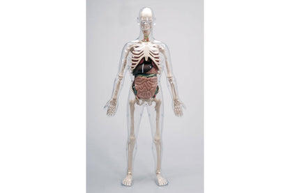 Acryl Skelett - Mann daVinci BLS GmbH, Kopernikusstraße 1, 74670 Forchtenberg; Kontakt: mail@bls.de