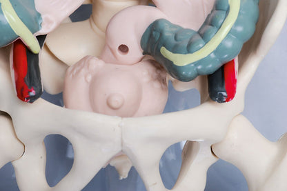 Acryl Skelett - Mann daVinci BLS GmbH, Kopernikusstraße 1, 74670 Forchtenberg; Kontakt: mail@bls.de