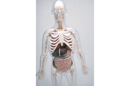 Acryl Skelett - Mann daVinci BLS GmbH, Kopernikusstraße 1, 74670 Forchtenberg; Kontakt: mail@bls.de