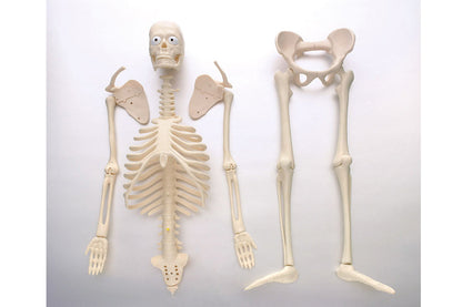 Acryl Skelett - Mann daVinci BLS GmbH, Kopernikusstraße 1, 74670 Forchtenberg; Kontakt: mail@bls.de